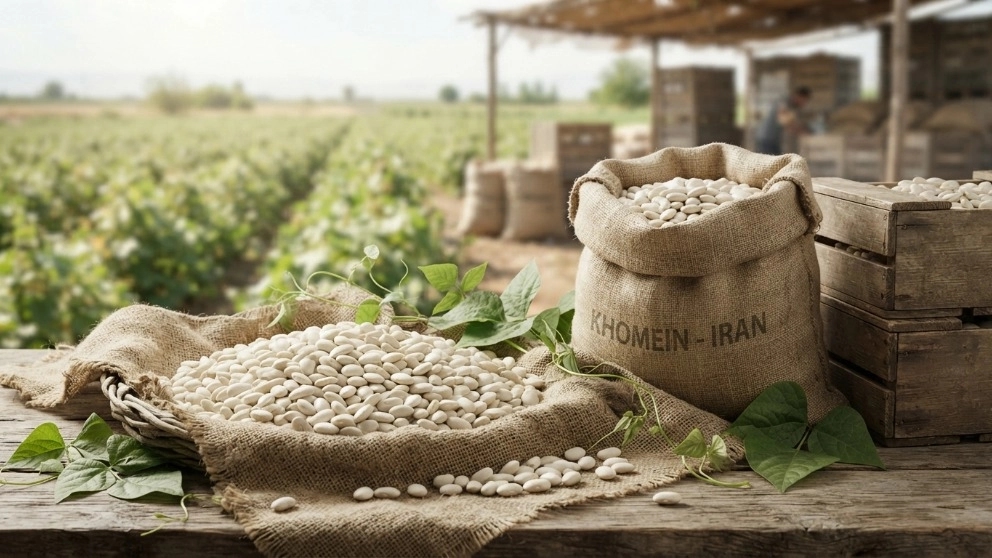 خرید و تجارت لوبیا سفید صادراتی خمین